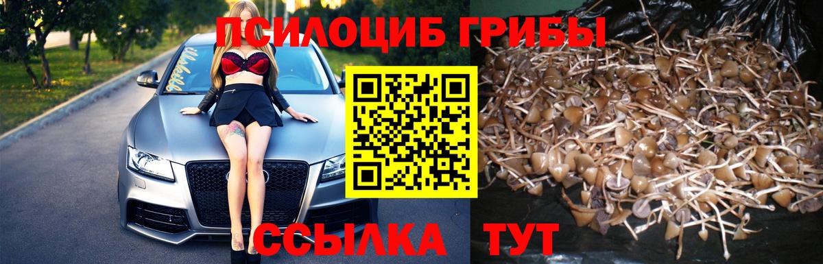 Лангепас  Галлюциногенные грибы Psilocybine cubensis  Вход с VPN 
